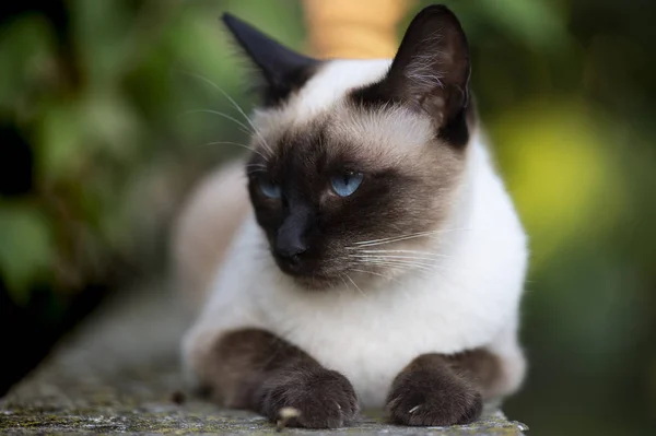 Siamese Cat Bright Blue Eyes — Stock Photo, Image