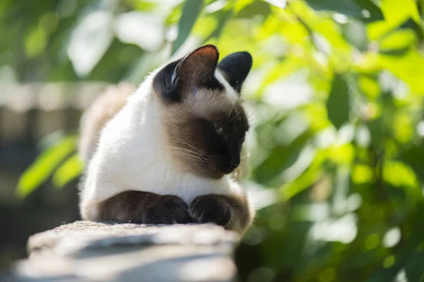 Gato Siamés Con Ojos Azules Brillantes —  Fotos de Stock