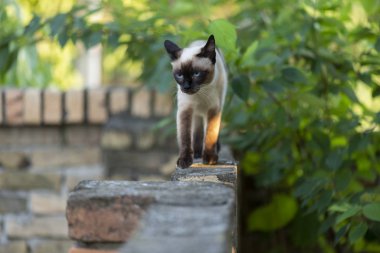 Parlak mavi gözlü Siyam kedisi 