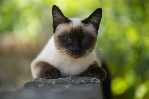 Siamese Cat Bright Blue Eyes — Stock Photo, Image