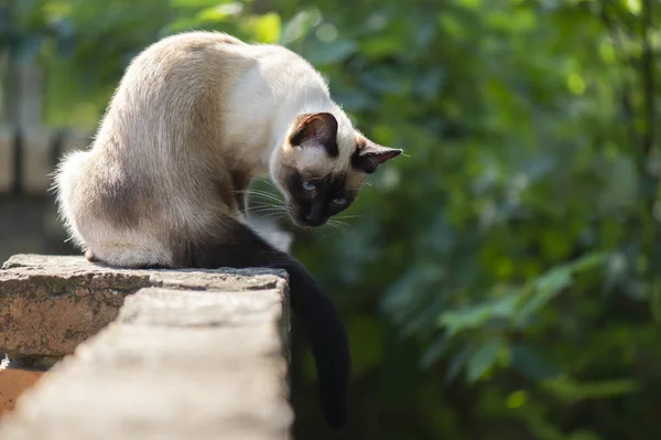 Siamese Cat Bright Blue Eyes — Stock Photo, Image