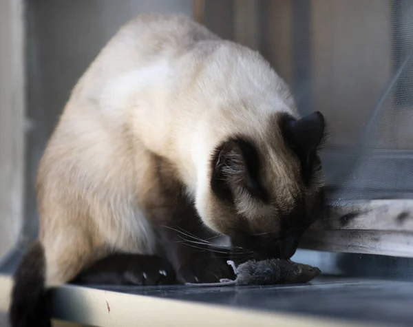 The siamese cat is carrying a small mouse. Cat with mouse in mouth after successful hunt