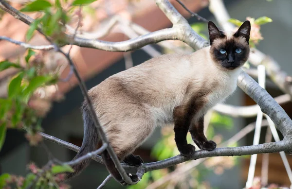 Siamese Domestic Cat Climbing Tree — Stock Photo, Image