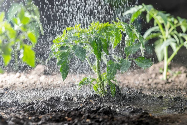 Strö Tomatplantor Vattendroppar Tomatblad Växter Odling — Stockfoto