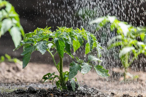 Strö Tomatplantor Vattendroppar Tomatblad Växter Odling — Stockfoto