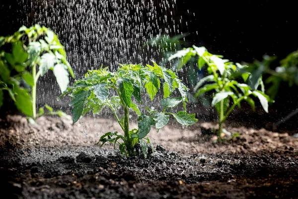 Strö Tomatplantor Vattendroppar Tomatblad Växter Odling — Stockfoto