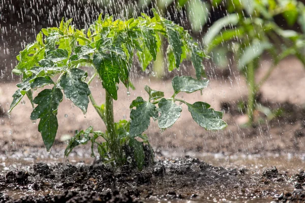 Strö Tomatplantor Vattendroppar Tomatblad Växter Odling — Stockfoto
