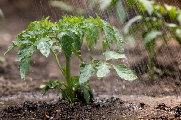 Domates fideleri serpiştirmek. Domates yaprakları, bitkiler, büyüyen su damlaları. 