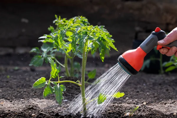 Watering tomatoes in garden. Care of tomato plant during the dry season