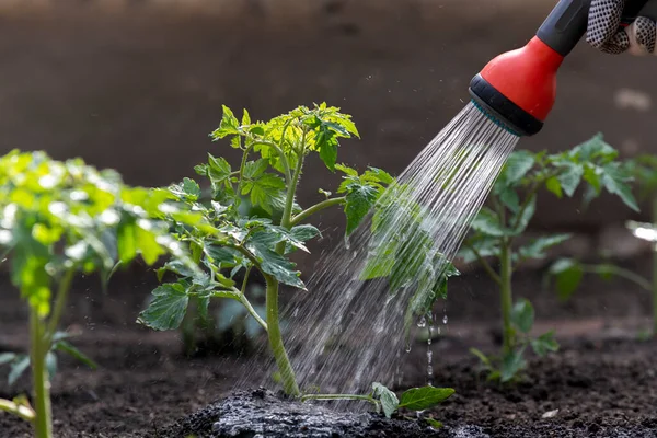 Mengairi Tomat Kebun Perawatan Tanaman Tomat Selama Musim Kemarau — Stok Foto