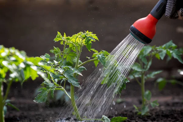 Mengairi Tomat Kebun Perawatan Tanaman Tomat Selama Musim Kemarau — Stok Foto