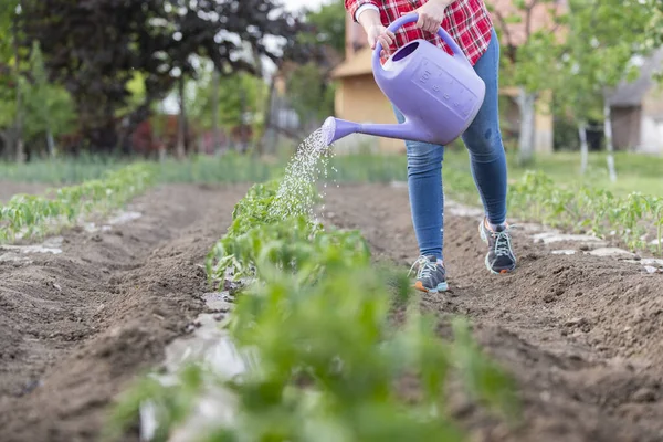 Annaffiare Pomodori Giardino Cura Della Pianta Pomodoro Durante Stagione Secca — Foto Stock