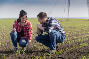 Genç çiftçiler baharda ekilen mısırları inceliyor.