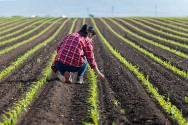 Mısır tarlalarında genç bir çiftçi kadın. Araştırmacılar mısır tarlasını inceliyor. 
