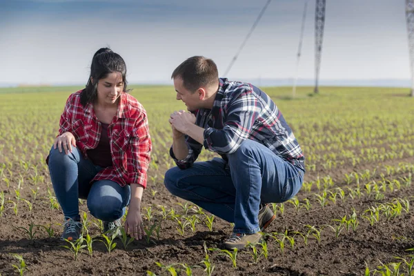 Giovani Agricoltori Examing Piantato Mais Giovane Primavera — Foto Stock