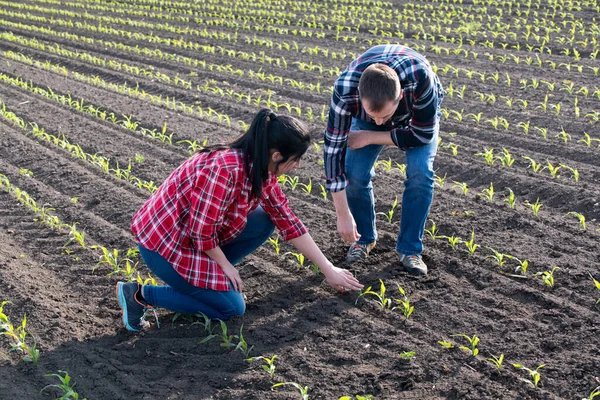 Genç çiftçiler baharda ekilen mısırları inceliyor.