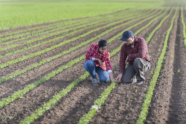 Petani Muda Keluar Menanam Kedelai Muda Musim Semi — Stok Foto