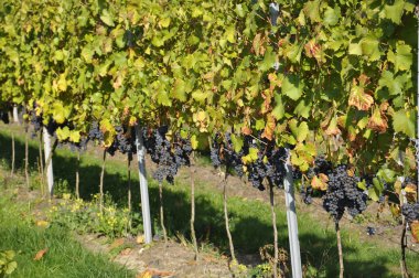 Üzüm dolu güzel bir güneşli gün üzüm