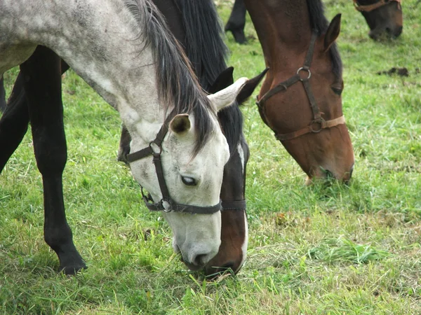 Pferde auf der grünen Weide — Stockfoto