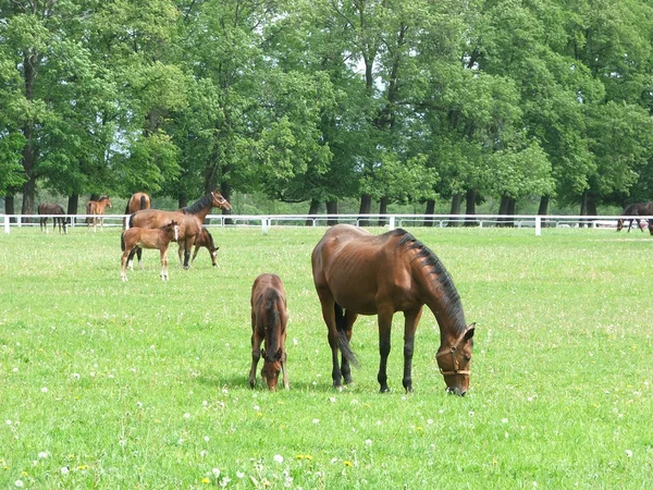 Horses on green pasture — Stock Photo, Image