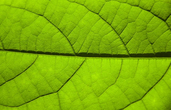 Avokado Yaprak Yeşil Makro Avokado Yaprak Yeşil Bir Yaprak Yapısını — Stok fotoğraf