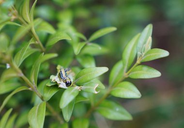 Haşerat, yeşil boxwood tırtılı çalılıklarda yaprak yiyor.