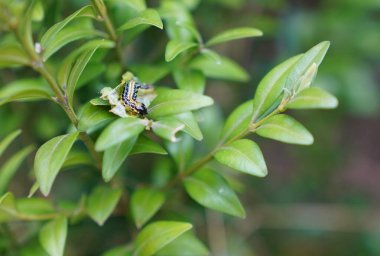 Haşerat, yeşil boxwood tırtılı çalılıklarda yaprak yiyor.