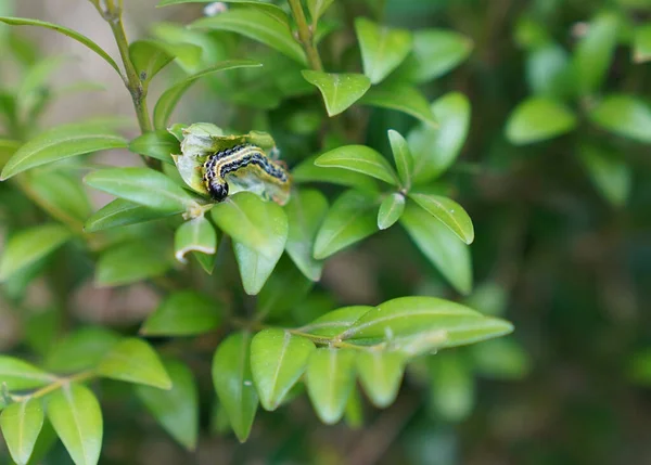 Haşerat, yeşil boxwood tırtılı çalılıklarda yaprak yiyor.