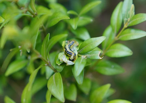 Pest, green boxwood caterpillar eating leaves on the bush