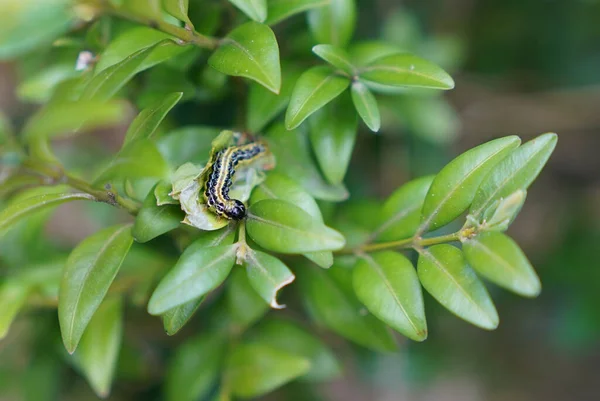 Pest, green boxwood caterpillar eating leaves on the bush