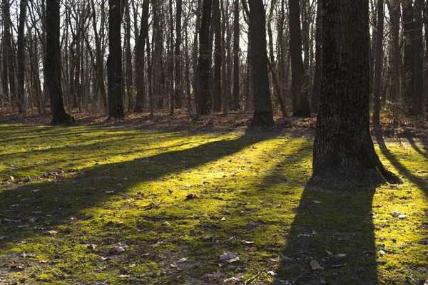 Metsämaisema. Tiheä tiheikkö, joka kulkee puiden läpi auringon säteet ja varjot maan päällä. — kuvapankkivalokuva
