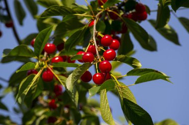 Kırmızı sulu meyve ve yeşil yapraklı kiraz dalı.