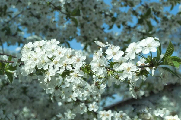 Cerises de printemps avec fond doux . Photo De Stock