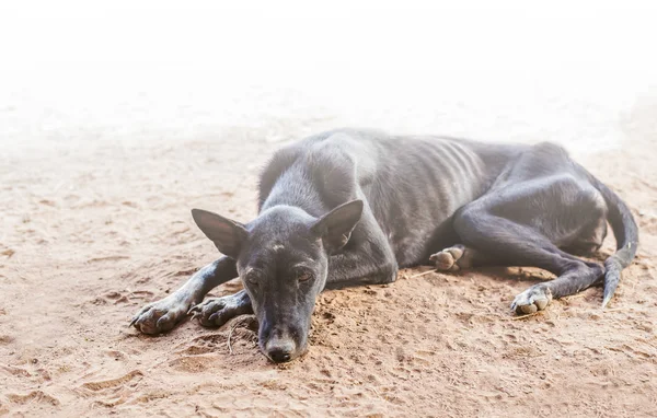 Daklozen verdwaalde hond zwart — Stockfoto