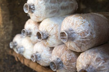 çiftlikte yetiştirilen mantar.