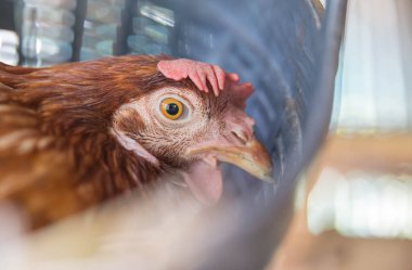 Tavuk yumurta üretimi