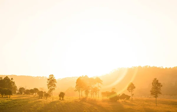 Árbol solitario en el suelo con niebla matutina — Foto de Stock