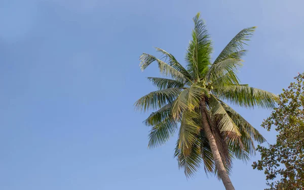 Gli alberi di cocco con cielo blu e sfondo nuvoloso — Foto Stock