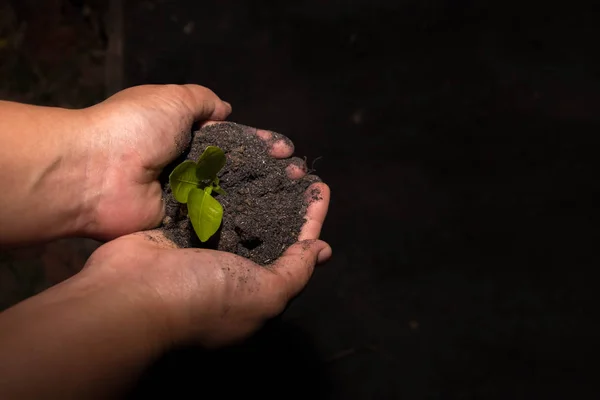 Händer som håller planta i jordytan i mörker — Stockfoto
