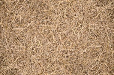 saman, kuru saman, saman arka plan dokusu.