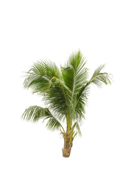 Beyaz üzerine Hindistan cevizi ağaçları