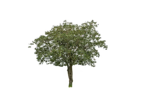 Albero isolato su sfondo bianco — Foto Stock