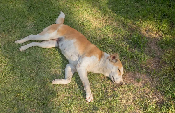 Dog sleep on the lawn — Stock Photo, Image