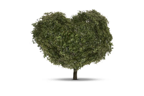 Corazón del árbol aislado sobre un fondo blanco —  Fotos de Stock