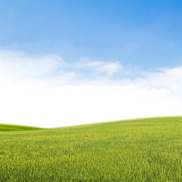 Campo sobre un fondo del cielo azul — Foto de Stock