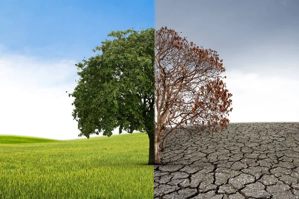 İklim kavramı değişti. Yarı canlı ve yarı ölü tre