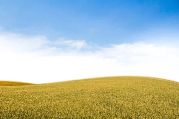 Fält på en bakgrund av den blå himlen — Stockfoto