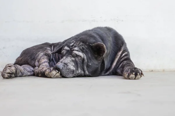 Il cane nero è una malattia della pelle — Foto Stock