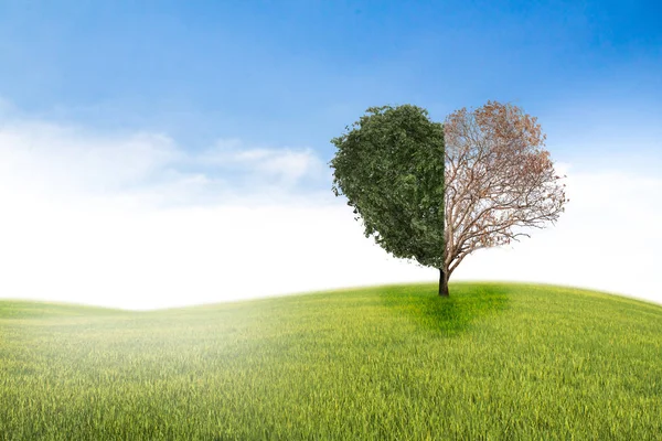 Boom in de vorm van hart, de dag van Valentijnskaarten achtergrond — Stockfoto