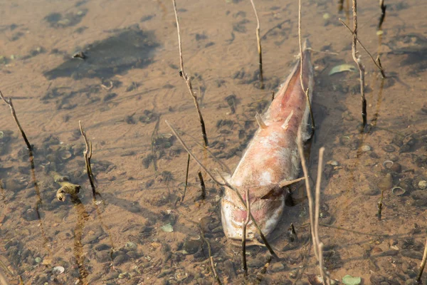 Peixes mortos flutuaram na água escura, poluição da água — Fotografia de Stock